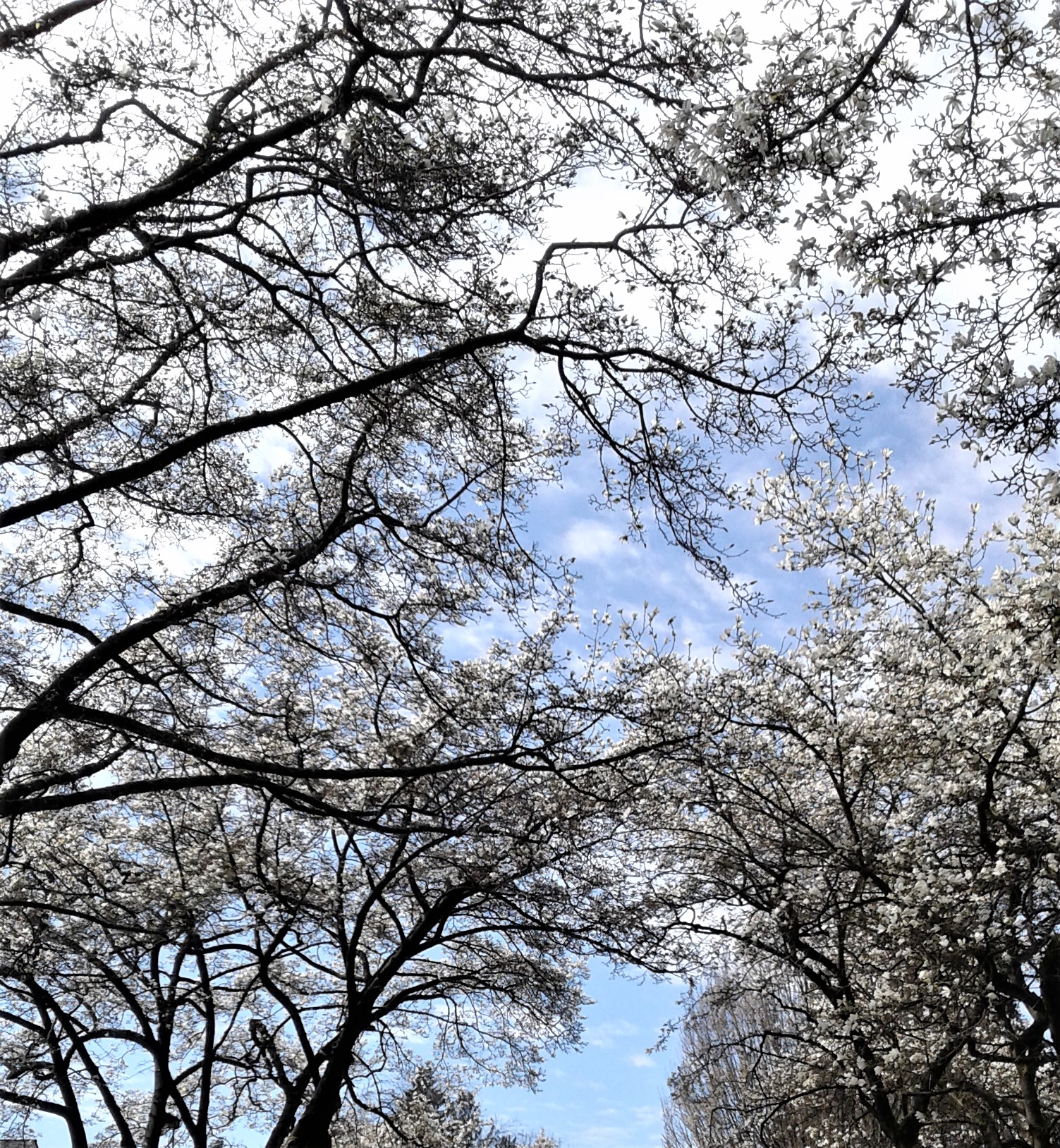 Cherry blossoms