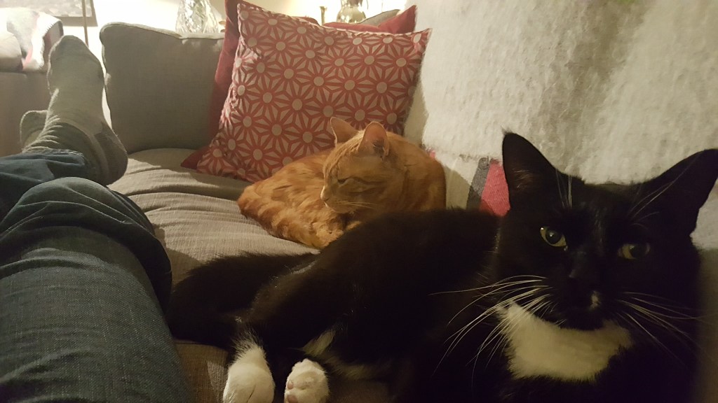 Two relaxed cats lounging near a person’s reclining legs on a cozy living room couch during a house sit.