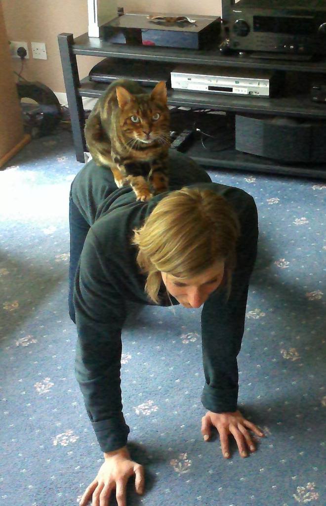 A Bengal cat has jumped on the back of a woman in cat-cow pose, as if joining yoga