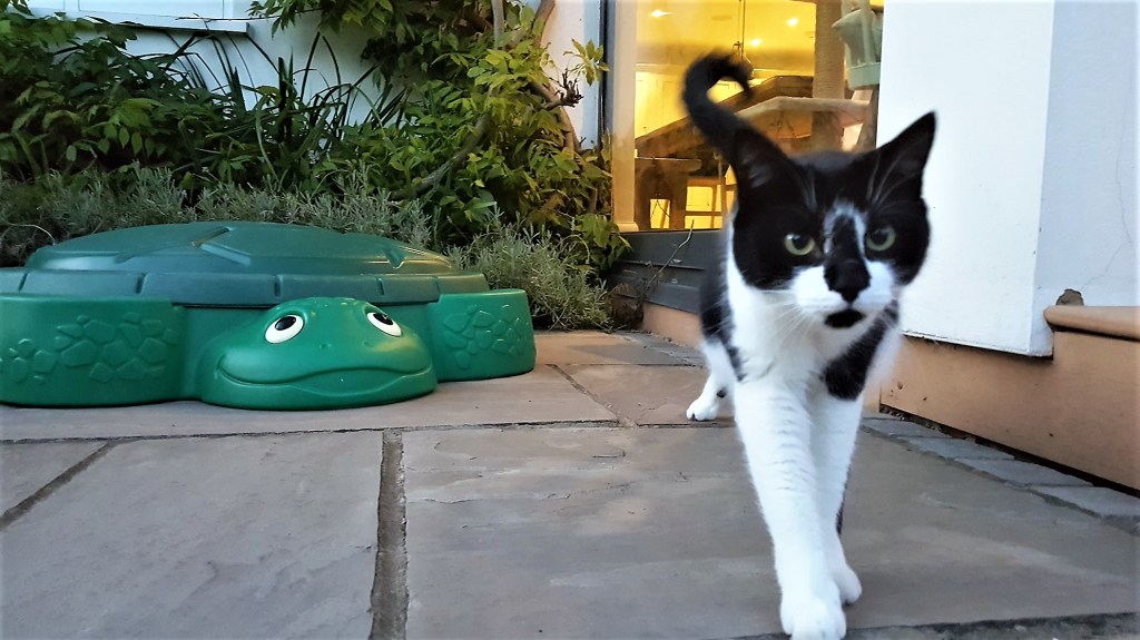 A tuxedo cat walking on patio tiles with a turtle-shaped paddling pool in the background
